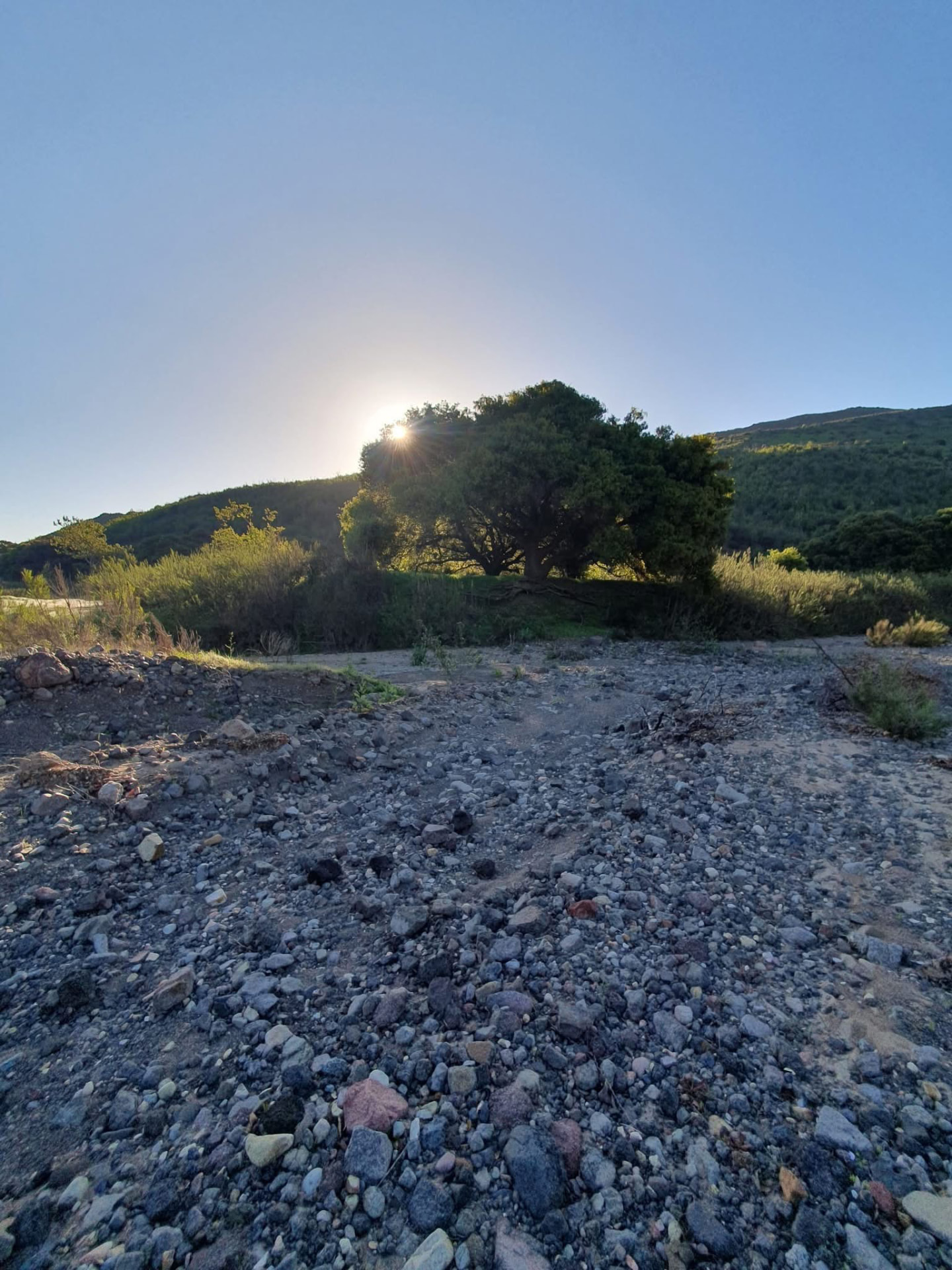Encino y arroyo seco al atardecer